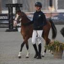A VENDRE PFS DE 2 ANS CHAMPION DE FRANCE