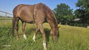 belle jument ZANGERSHEIDE de 8 ans