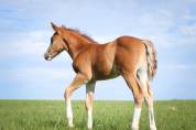 Veulen (ml) Franse rijpony PFS Te koop 2026 Vos ,  Blue tinka Tilia