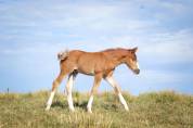Veulen (ml) Franse rijpony PFS Te koop 2026 Vos ,  Blue tinka Tilia