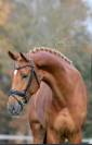 Poulini&egrave;re dressage KWPN top origines