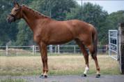 Poulini&egrave;re dressage KWPN top origines