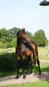 Jument 2 ans dressage kwpn par Totilas