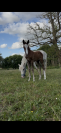 Ponette 9 ans 