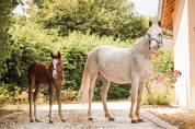 Ponette 9 ans urgent 
