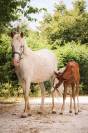 Ponette 9 ans urgent 