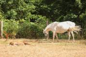 Ponette 9 ans urgent 