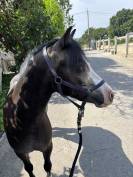 Poney C - Welsh 