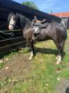 Poney C - Welsh 