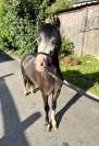 Poney B - Welsh 