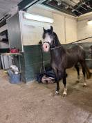 Poney B - Welsh 