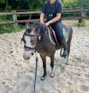 Poney B - Welsh 