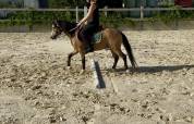 Poney B - Welsh 