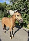 Poney B - Welsh 