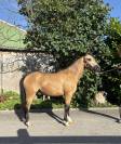 Poney B - Welsh 