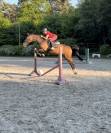 Hongre Z de 15 ans