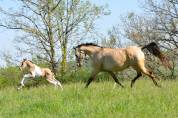 Double ponette isabelle type Quarter Horse