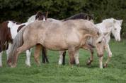 Magnifique poulini&egrave;re Pure Race Espagnole palomino