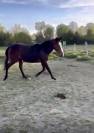 Joli poulain 2 ans PP PS &agrave; faire &agrave; sa main pr&eacute; d&eacute;bourr&eacute;