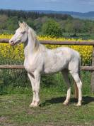 Poney D hongre couleur cr&egrave;me