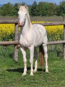 Poney D hongre couleur cr&egrave;me