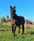 poney de compagnie