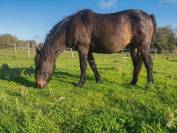 poney de compagnie