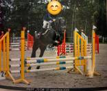 JUMENT -6 ans