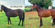 JEUNES CHEVAUX AQPS