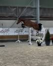 Jument 4 ans - BWP