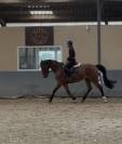Jument 4 ans - BWP
