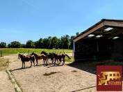 Equestrian property  Ain