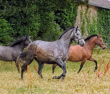 Jument pure race Espagnole 5 ans