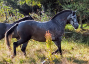 Jument pure race Espagnole 5 ans