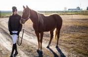 Quater Horse sensible