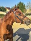 Poney C de sport 