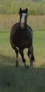 Hongre cheval 