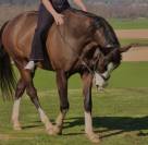 Hongre cheval 