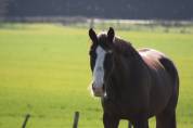 Hongre cheval 