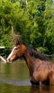 Hongre cheval 
