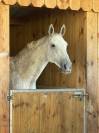 Ancien cheval de Grand Prix &ndash; Retraite active