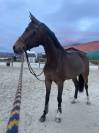 Jument de Sport a louer pour minimum un an