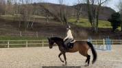 Jument de Sport a louer pour minimum un an