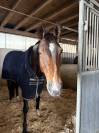 Jument de Sport a louer pour minimum un an