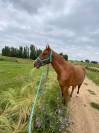 My love du courbis  4 ans 