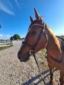 My love du courbis  4 ans 