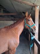 My love du courbis  4 ans 
