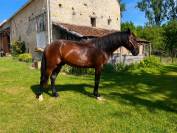 Lunderthaker adorable trotteur de 5ans