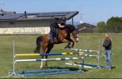 Cavalla KWPN 5 yr