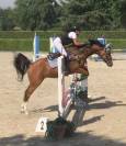 Cavalla KWPN 5 yr